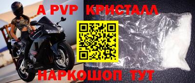 стафф Кингисепп