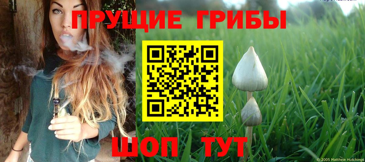 Псилоцибиновые грибы ЛСД  купить закладку  Кудрово  Псилоцибиновые грибы прущие грибы  Вход с VPN 